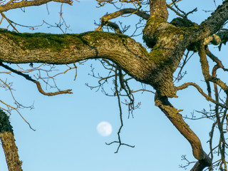 tree branches against the blue sky