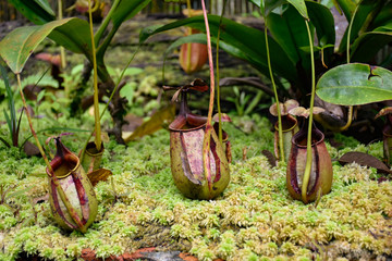 Ascidium carnivorous plants