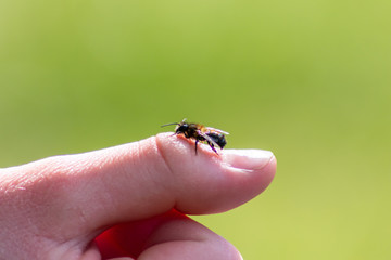 Kleine Honigbiene eines jungen Bienenzüchters und Nachwuchsimkers krabbelt auf dem Daumen der Kinderhand und steht für Bienenschutz und Imkerei mit nachhaltiger Honigproduktion © sunakri
