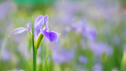 Violet iris flowers (Iris germanica) on blurred green natural garden background © nicholashan