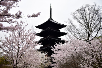 Obraz premium pagodas of kyoto Japan