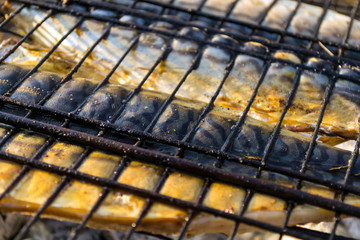 Bonfire mackerel fish