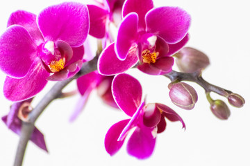 Pink-rosa-farbene Orchidee in voller Blütenpracht und mit sich öffnenden Blütenknospen als ideales Geschenk zum Muttertag oder Mamitag für Mama, Oma und liebe Verwandte mit filigraner Blütenpracht