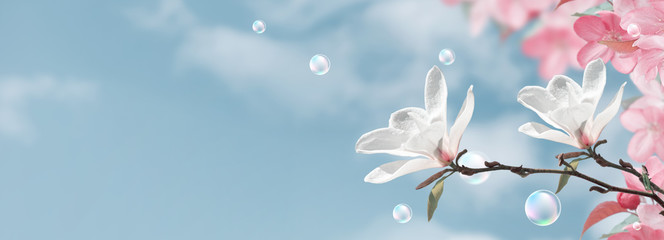 White magnolia and pink sakura flowers with soap bubbles against the clouds sky © Marisha