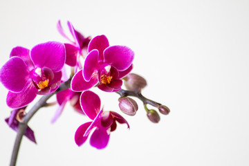 Fototapeta na wymiar Pink-rosa-farbene Orchidee in voller Blütenpracht und mit sich öffnenden Blütenknospen als ideales Geschenk zum Muttertag oder Mamitag für Mama, Oma und liebe Verwandte mit filigraner Blütenpracht
