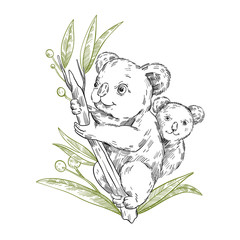 Vector stock illustration with cute koala family sitting on the eucalyptus tree. Clip art in engraving vintage style isolated on white. Rare Australian animal for prints, postcards, souvenirs, tattoos © Oleksandra