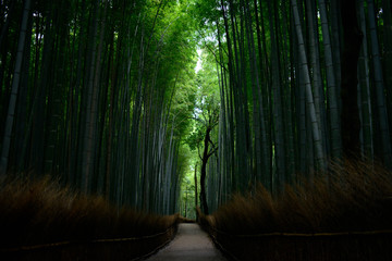 Fototapeta premium Bamboo forest of Arashiyama