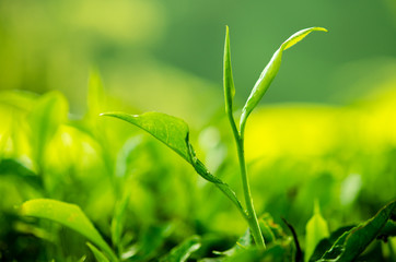 Tea leaf close up