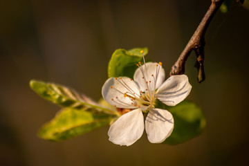 Frische weiße Blüten in voller Pracht an einem Apfelbaum vor natürlichem Hintergrund zeigen die...