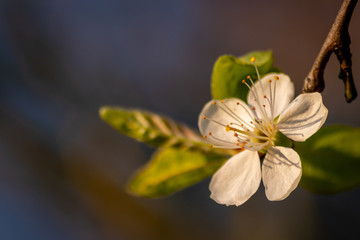 Frische weiße Blüten in voller Pracht an einem Apfelbaum vor natürlichem Hintergrund zeigen die...
