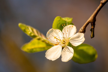 Frische weiße Blüten in voller Pracht an einem Apfelbaum vor natürlichem Hintergrund zeigen die...