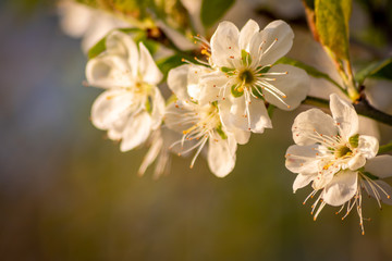 Obraz premium Frische weiße Blüten in voller Pracht an einem Apfelbaum vor natürlichem Hintergrund zeigen die filigrane Schönheit einer Obstwiese im Frühling und laden Insekten wie Bienen zum Nektar sammeln ein