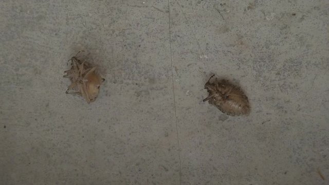 Brown marmorated stink bug odd behavior