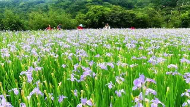 Violet iris flowers (Iris germanica) on blurred green natural garden background