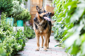 Beautiful adult dog German shepherd breed stands on the background of a green garden in the yard
