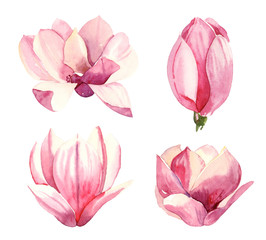 Watercolour hand painted botanical gentle spring magnolia flowers illustration set isolated on white background