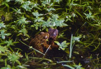 Two Common frogs mating in a pond between aquatic plants