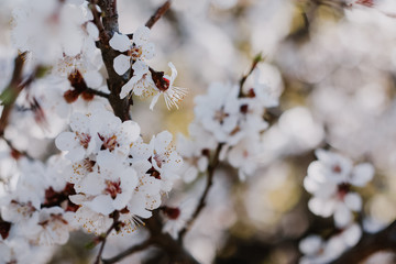Beautiful flowering tree with white flowers close-up