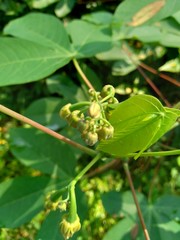 Cassava flower (Manihot esculenta, yuca, macaxeira, mandioca, kappa kizhangu, manioc, aipim) with natural background