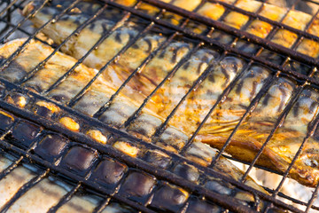 Bonfire mackerel fish