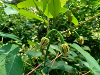 Cassava flower (Manihot esculenta, yuca, macaxeira, mandioca, kappa kizhangu, manioc, aipim) with natural background
