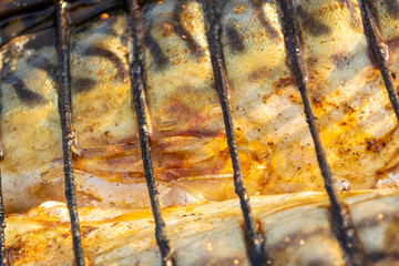 Bonfire mackerel fish