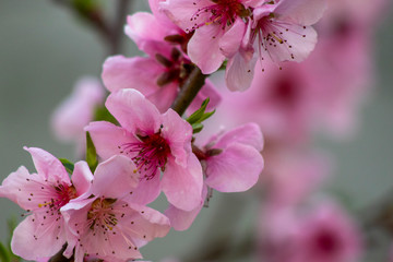 Beautiful zoom pink flowers background