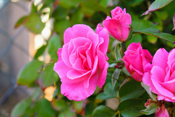 The Pink Rose Bush