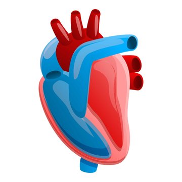 Anatomy human heart icon. Cartoon of anatomy human heart vector icon for web design isolated on white background