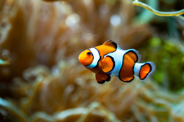 Fototapeta na wymiar Poisson-clown