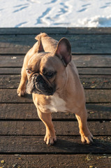 Obraz premium Red-haired French bulldog on winter walk