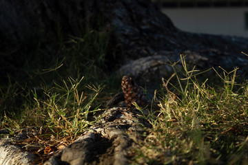 Conifer Cone and Pine Tree