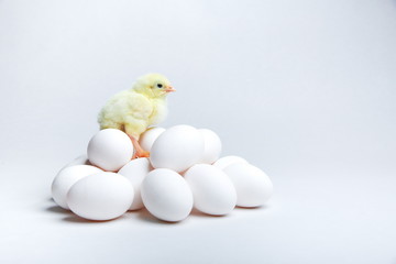 yellow chick standing on a pile of eggs on a white background