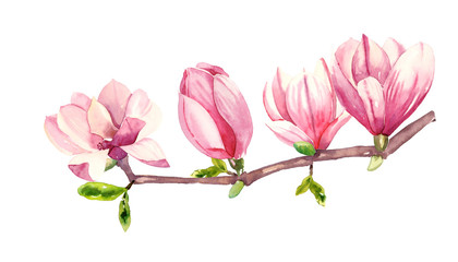 Watercolour hand painted botanical gentle spring magnolia flowers illustration set isolated on white background