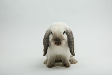 white small lop-eared rabbit baby on white background.  