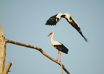 Stork returning to their nests in the spring months, the stork's nest,  the two stork. 
