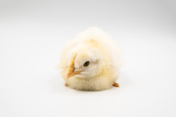 light small chicken sits on a paper background.Poultry.Chicken breeding.