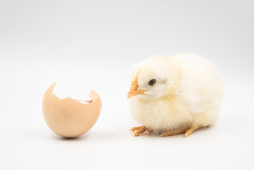 Yellow chicken and egg shell on paper background.