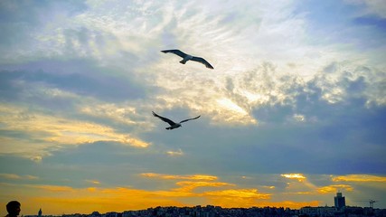 Air Freedom 
