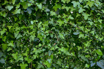 green ivy leaves