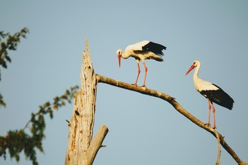 Stork returning to their nests in the spring months, the stork's nest,  the two stork. 