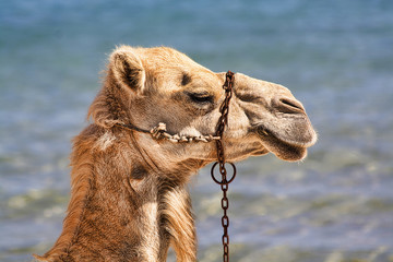 tunisie