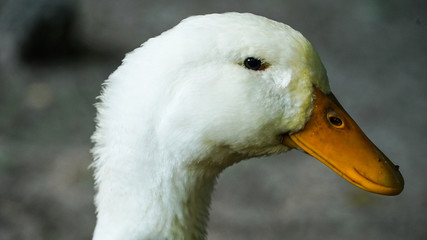 Portrait of an emden goose