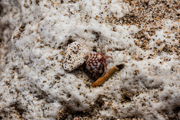 A land hermit crab on a beach of Bali, Indonesia