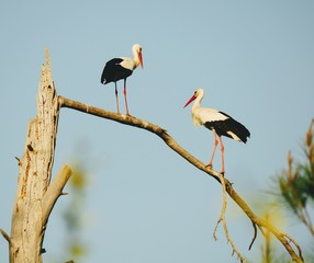 Stork returning to their nests in the spring months, the stork's nest,  the two stork. 