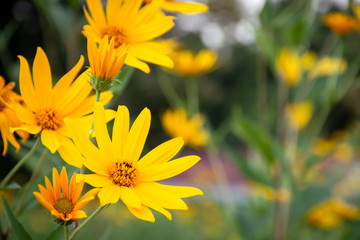 Fototapeta premium Yellow cosmos flower blooming in garden field with blurred background. Selective focus.