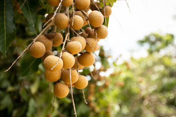 Fresh longan fruit hanging on branch with green leaves ready to harvest in longan agriculture farm. Selective focus.