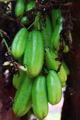cucumber on the vine