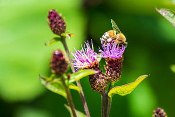 Flowers and insects in the woods.