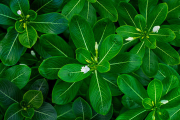 Green leaves of Madagascar periwinkle background from top view.Layout made of green leaves.Nature for background.